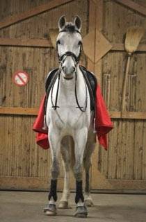 ORION Hongre Lusitanien x Whesphalien