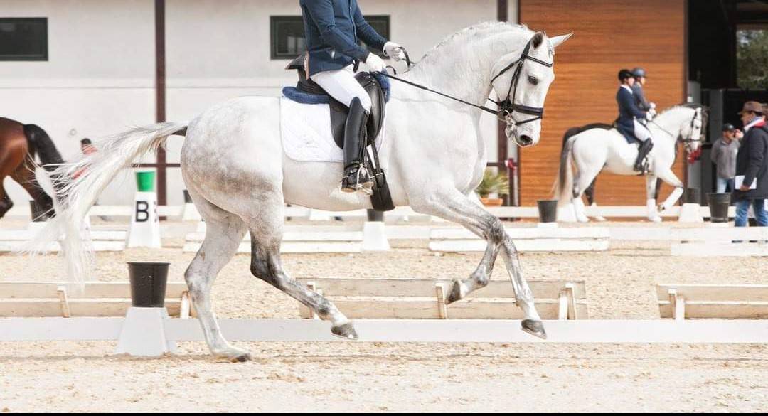 ORION Hongre Lusitanien x Whesphalien