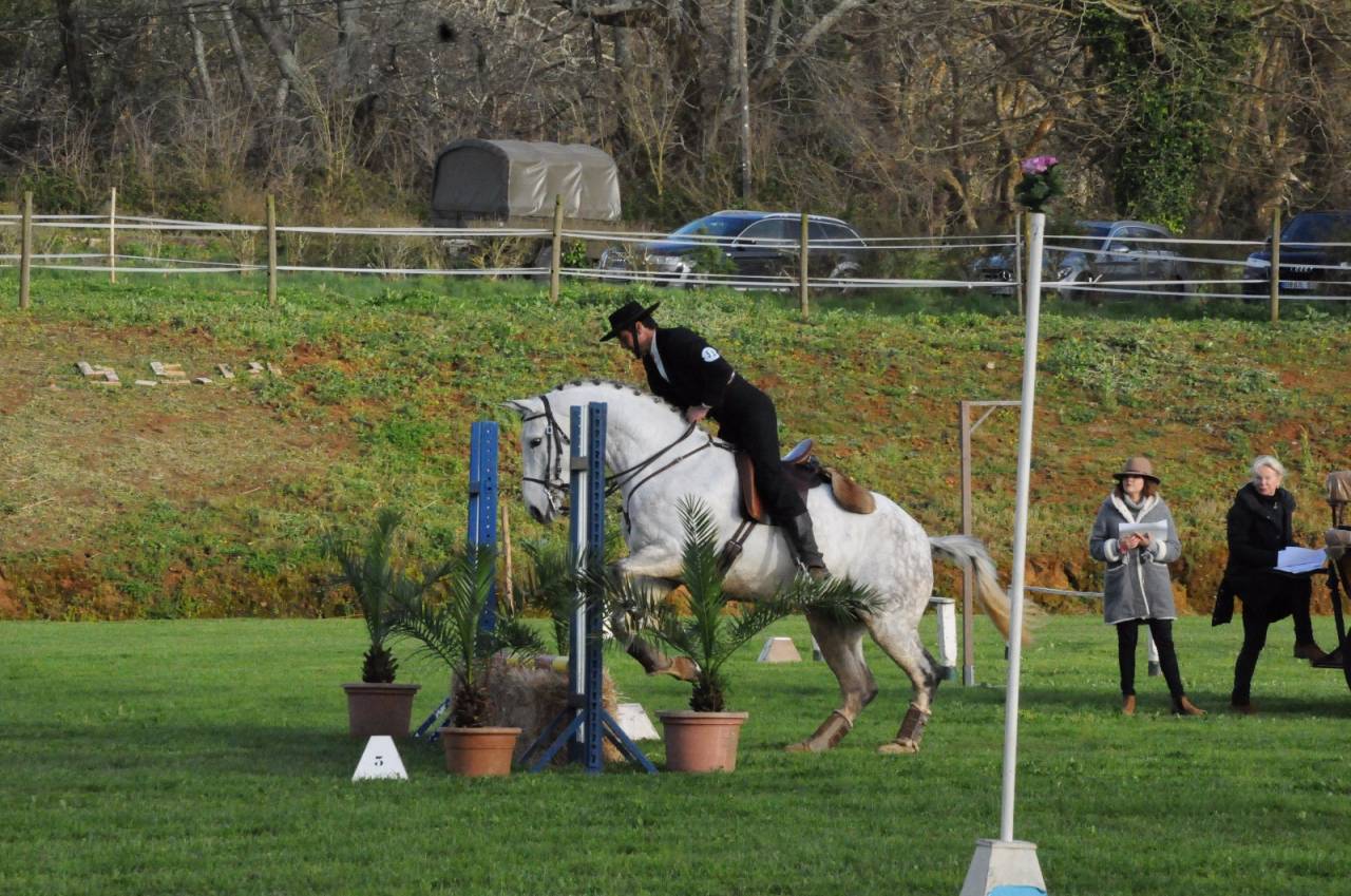 ORION Hongre Lusitanien x Whesphalien