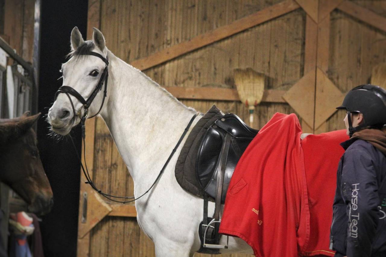 ORION Hongre Lusitanien x Whesphalien