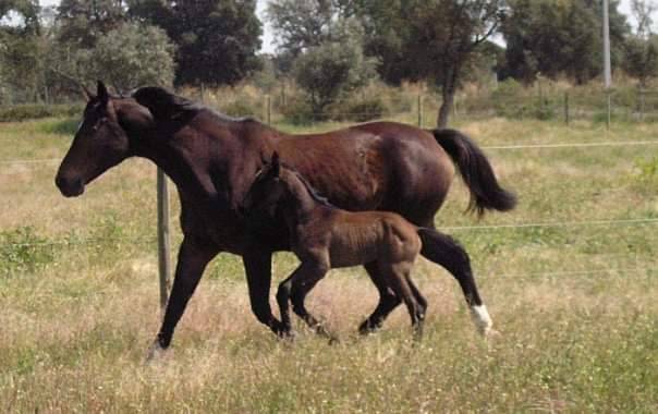 ORION Hongre Lusitanien x Whesphalien