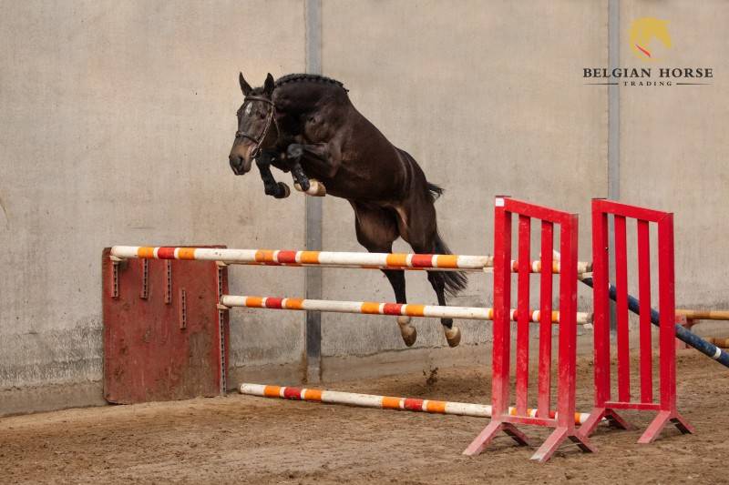 Impress-K van 't Kattenheye Z x Cornet Obolensky