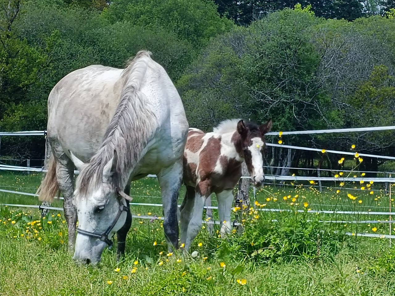 poulini&egrave;re selle fran&ccedil;ais 16 ans pleine