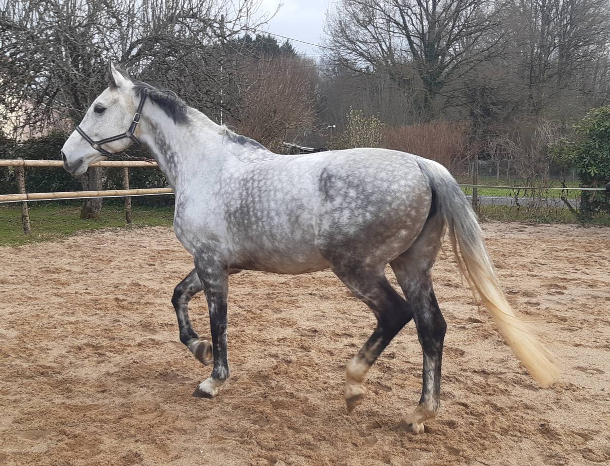 poulini&egrave;re selle fran&ccedil;ais 16 ans pleine