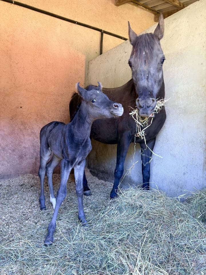 Pouliche Jument PSA Pur-Sang Arabe Noire