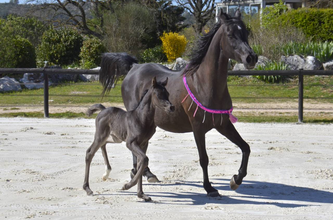 Pouliche Jument PSA Pur-Sang Arabe Noire