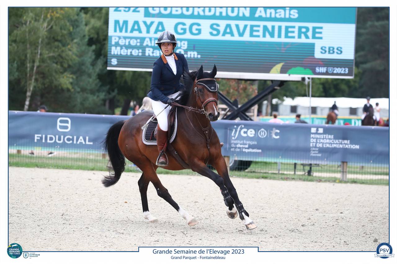 Jument 8 ans &agrave; potentiel et tr&egrave;s concours