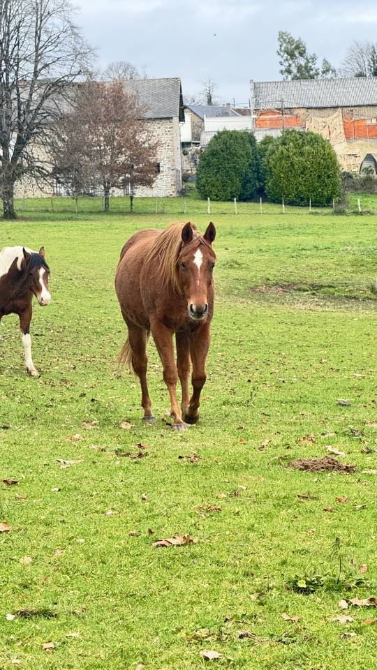 Poulini&egrave;re quarter horse 20 ans