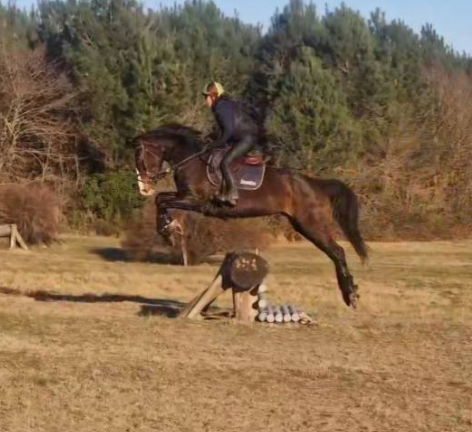 Jument 8 ans CSO polyvalente