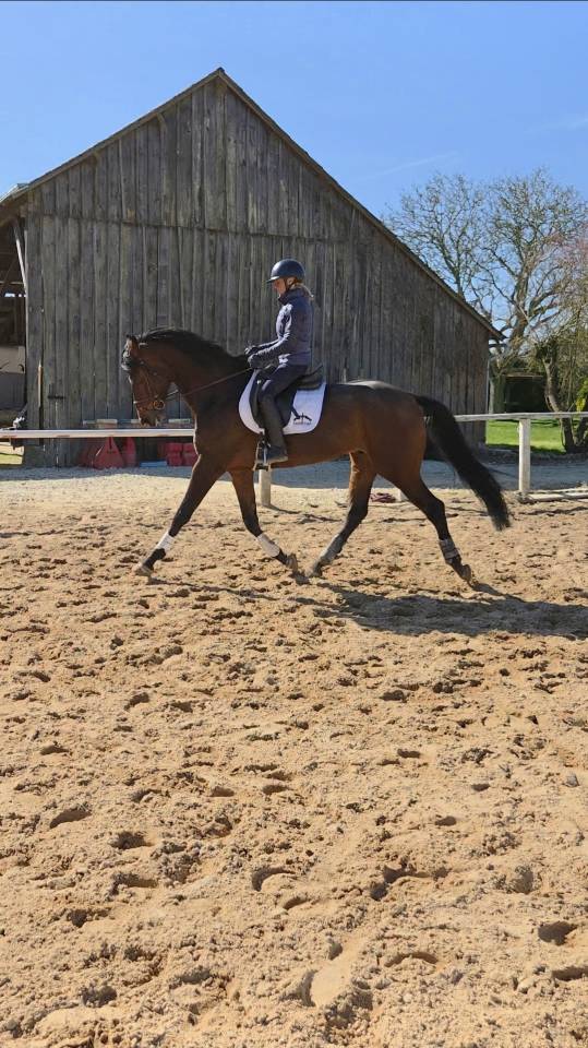 Jeune cheval de dressage - 5 ans - Petit prix 