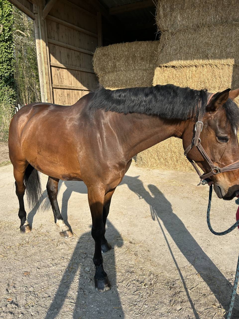 Envolmoi d&rsquo;Harreville SF 12 ans 