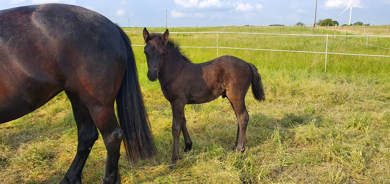 Yearling entier M&eacute;rens PP