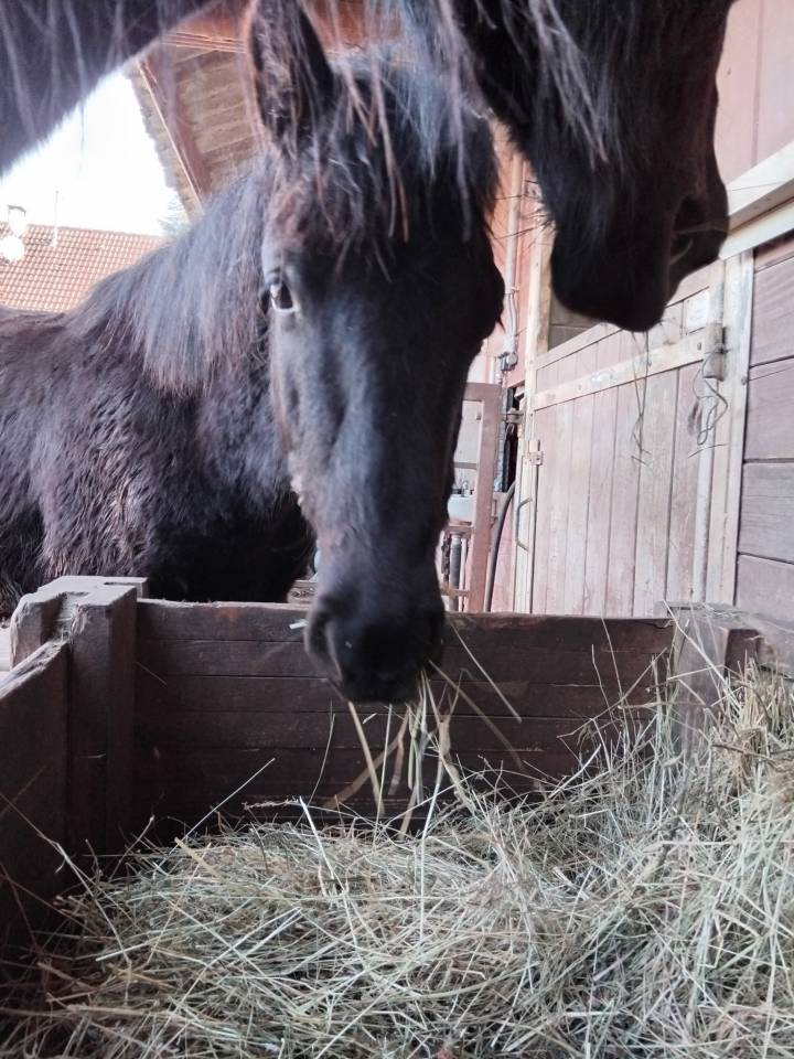 Yearling entier M&eacute;rens PP