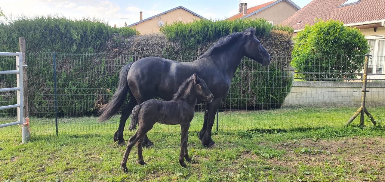 Yearling entier M&eacute;rens PP