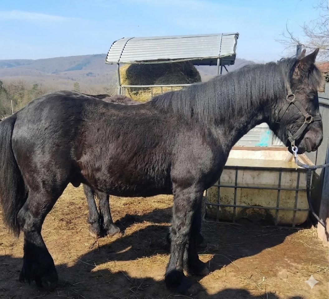 Yearling entier M&eacute;rens PP