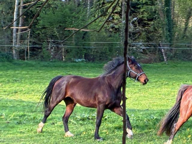 POULINIERE 10 ANS DE CONTENDRO X L'ARC DE TRIOMPHE