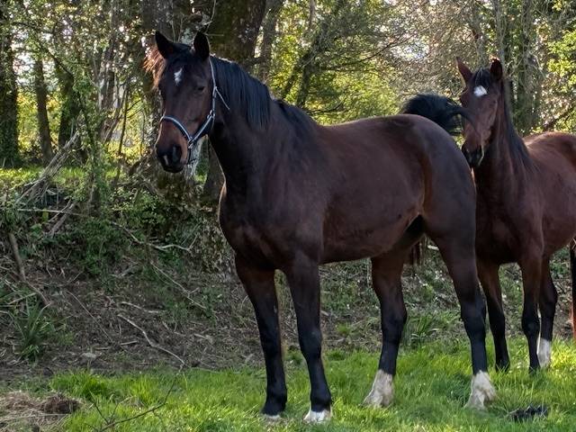 POULINIERE 10 ANS DE CONTENDRO X L'ARC DE TRIOMPHE