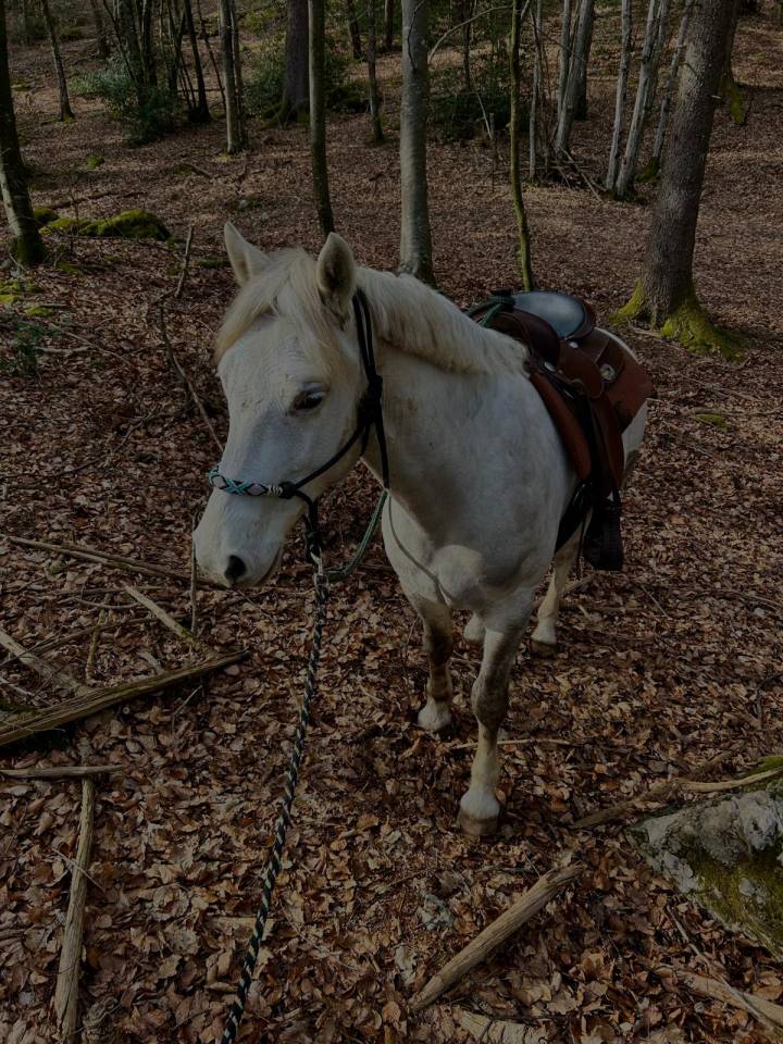 cheval camarguais de 7 ans