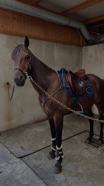 cheval hongre de 6 ans