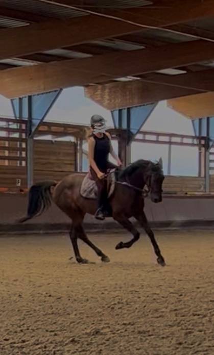 cheval hongre de 6 ans