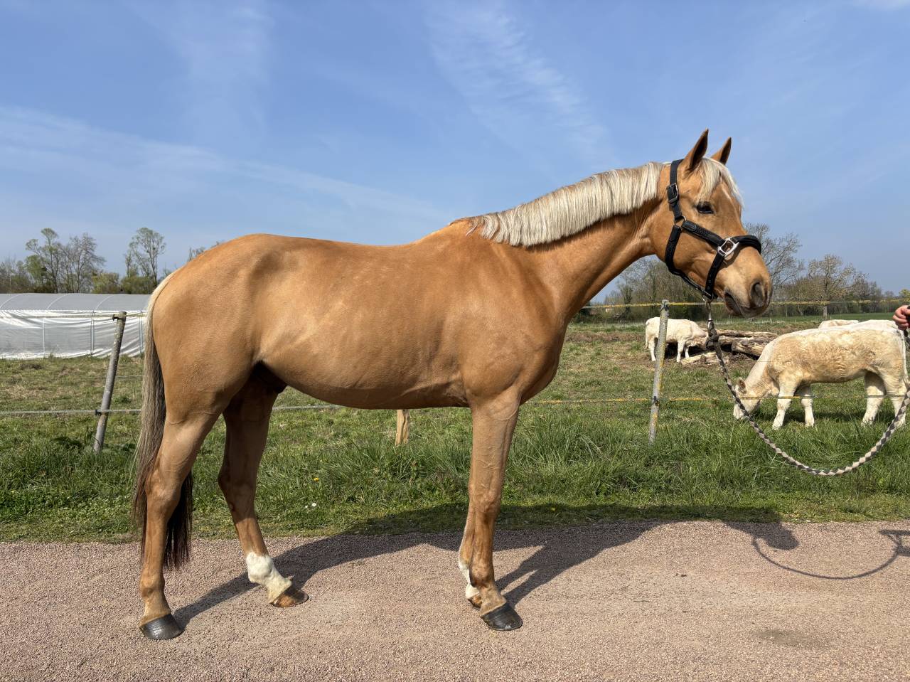 Poney de 6 ans &agrave; vendre 