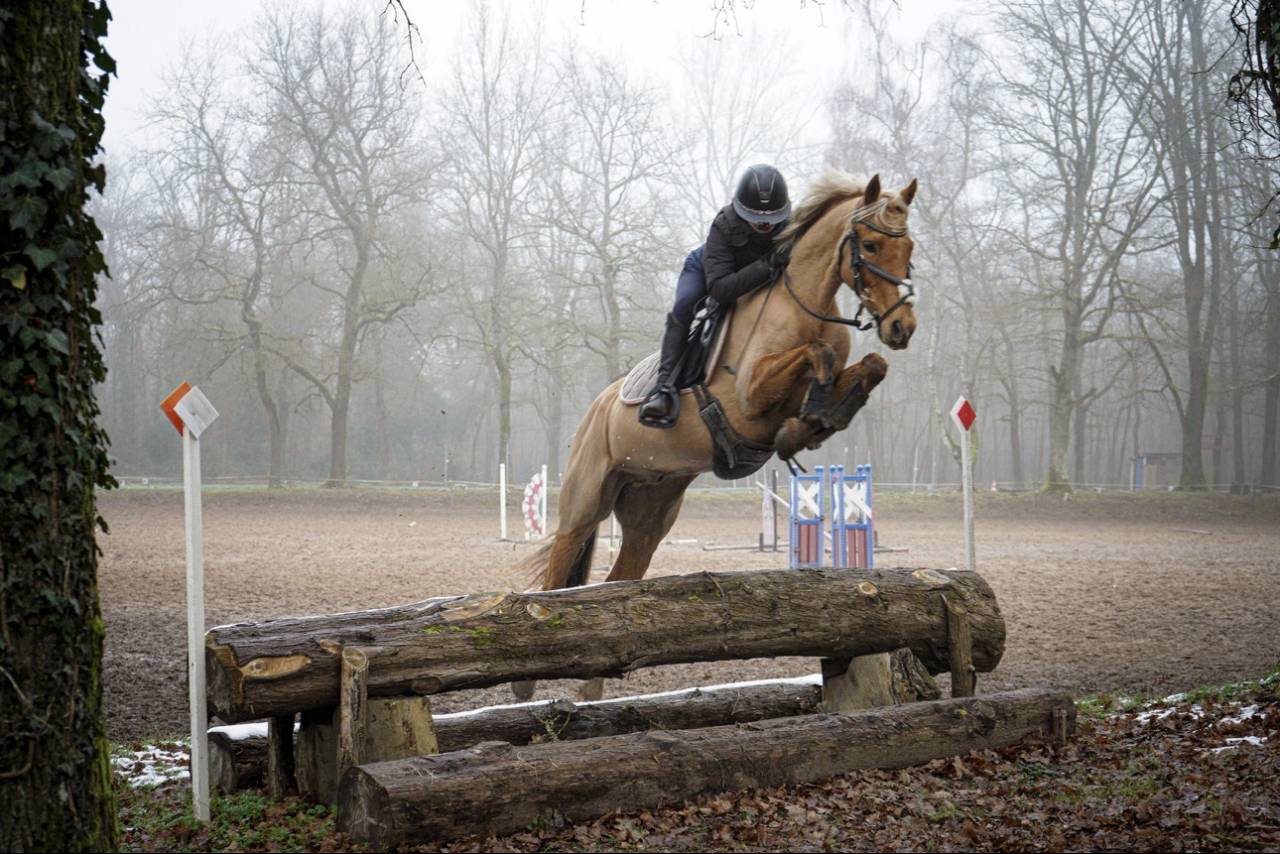 Poney de 6 ans &agrave; vendre 