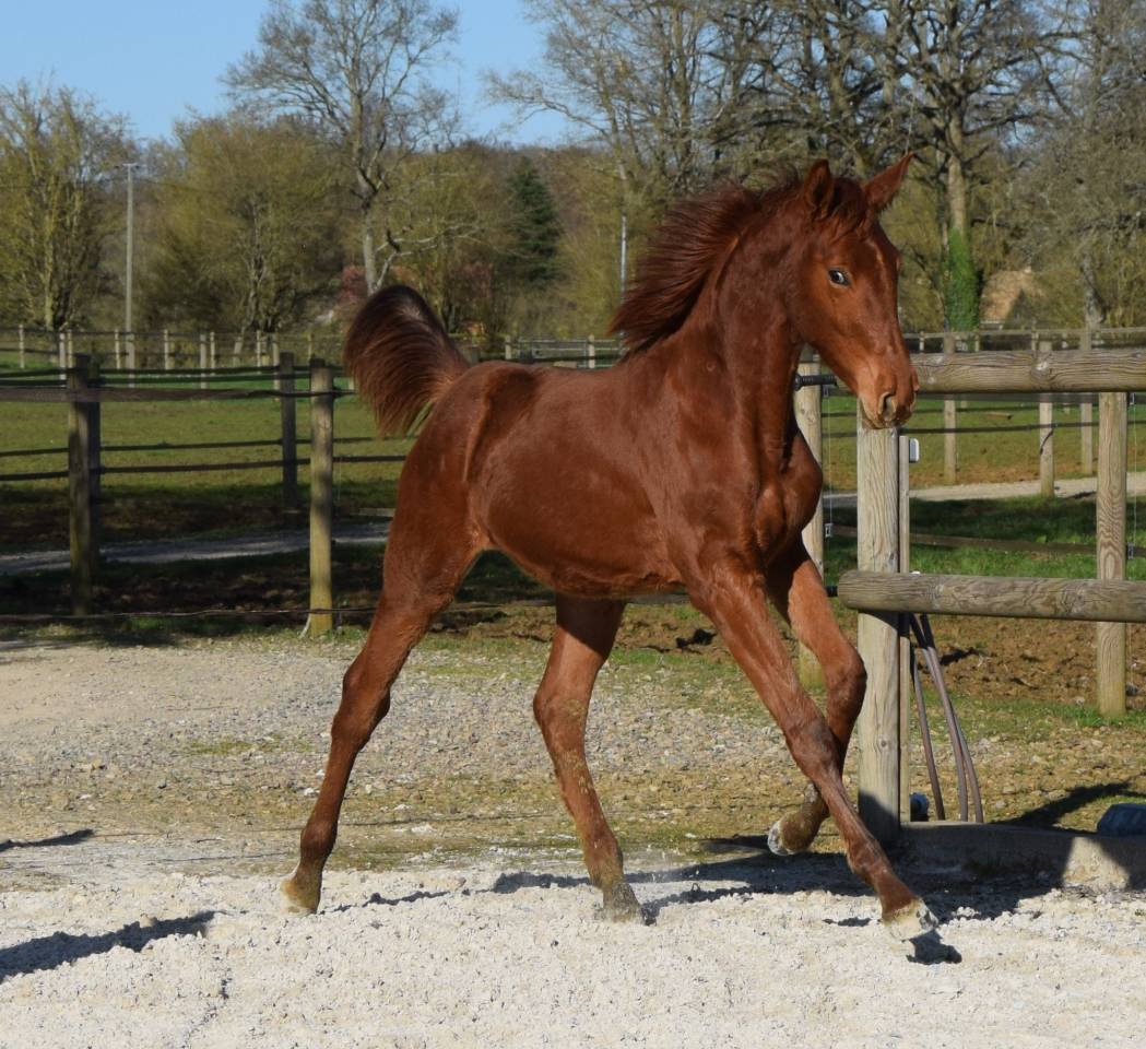 Poulain m&acirc;le prometteur CSO 1 an 