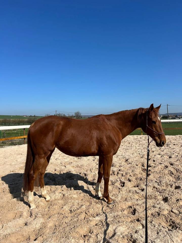 Jument PP &agrave; vendre &ndash; 9 ans &ndash; Alezane 