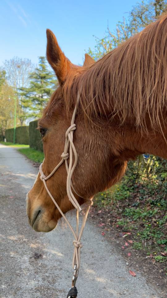 Demi pension de Wiri