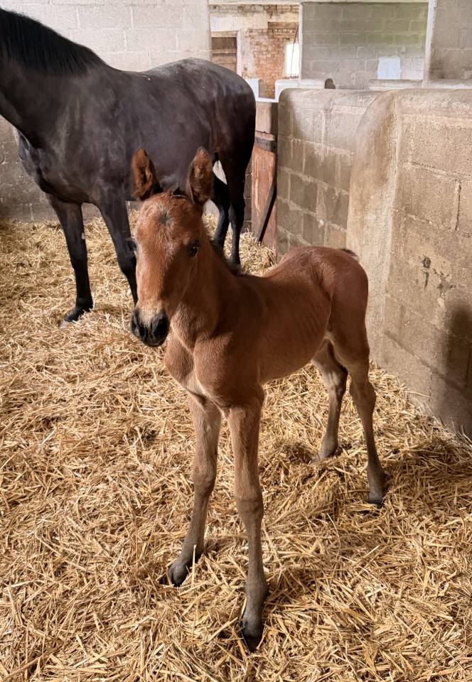 Pouliche par CATOVER avec super lign&eacute;e maternelle