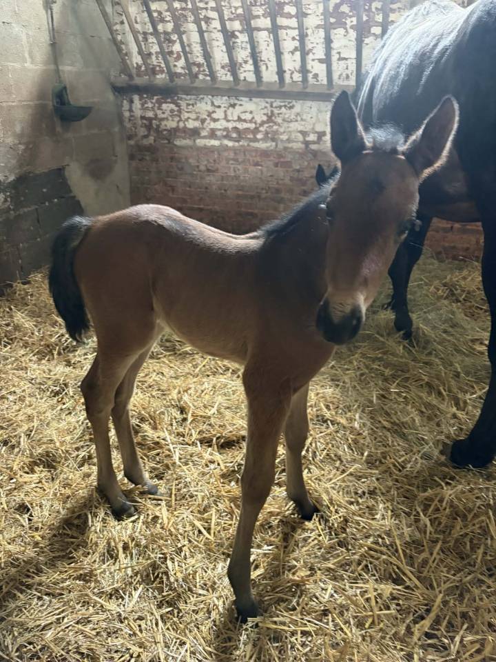 Pouliche par CATOVER avec super lign&eacute;e maternelle
