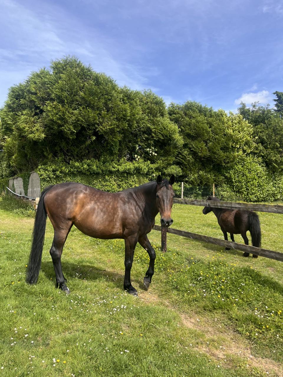 POULINI&Egrave;RE D'EXCEPTION -Propre s&oelig;ur de STARDUST QUINHON