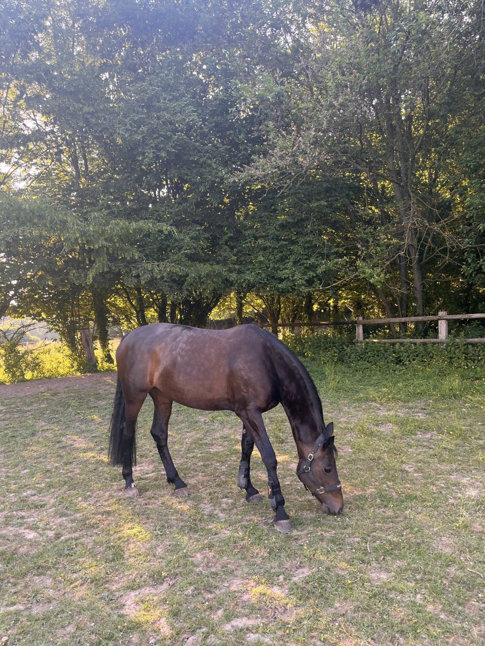 POULINI&Egrave;RE D'EXCEPTION -Propre s&oelig;ur de STARDUST QUINHON