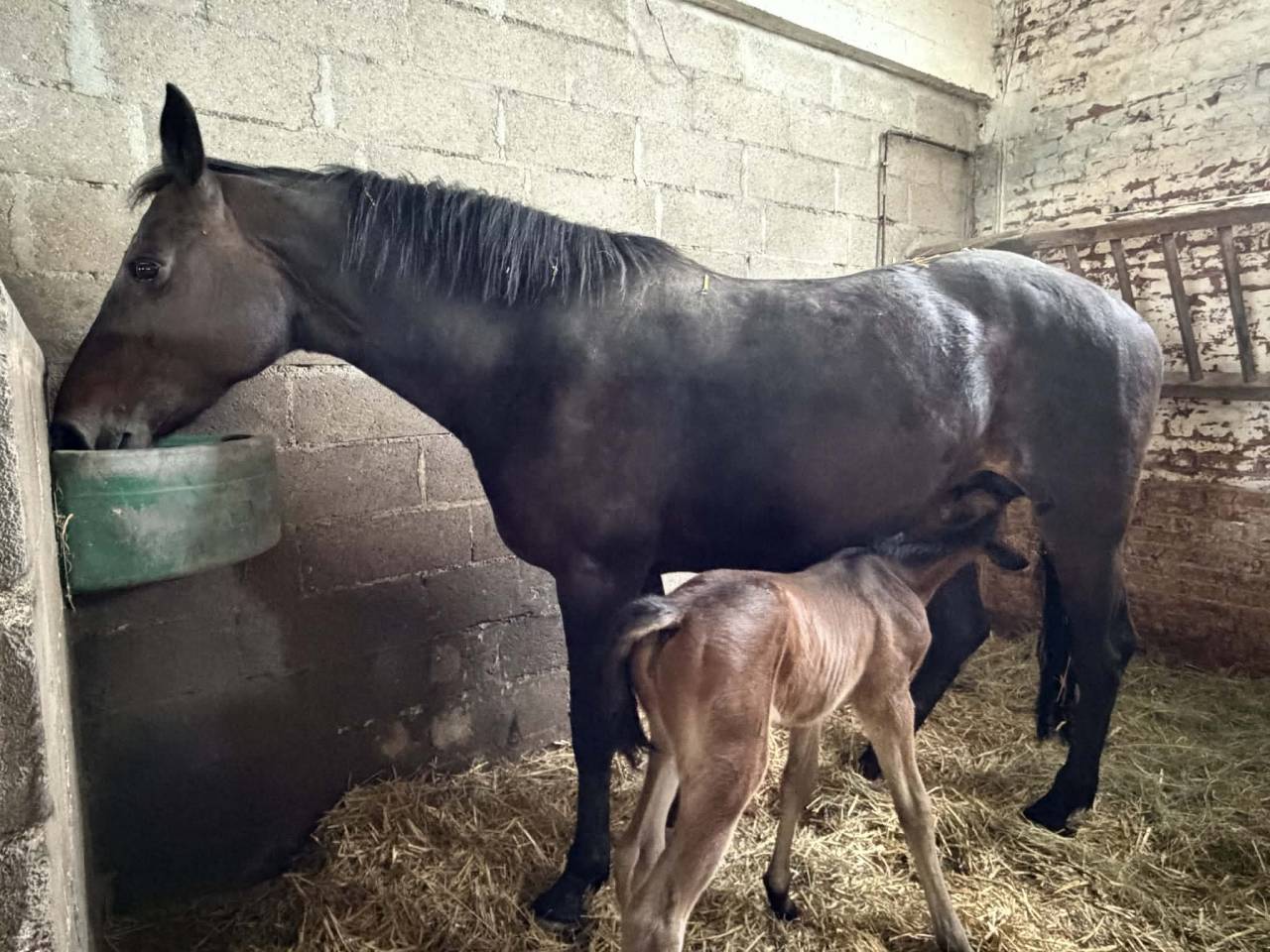 POULINI&Egrave;RE D'EXCEPTION -Propre s&oelig;ur de STARDUST QUINHON