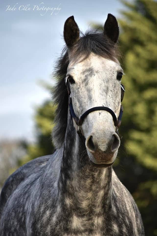 Jument Plein Papier 10 ans