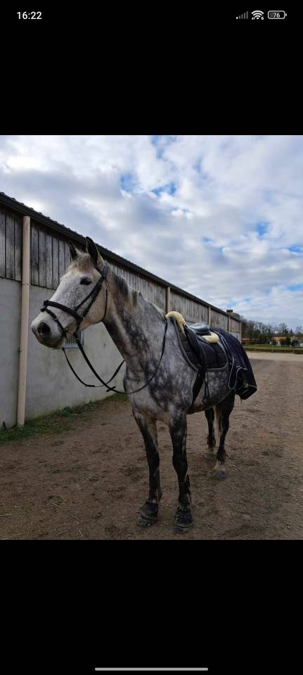 Jument Plein Papier 10 ans