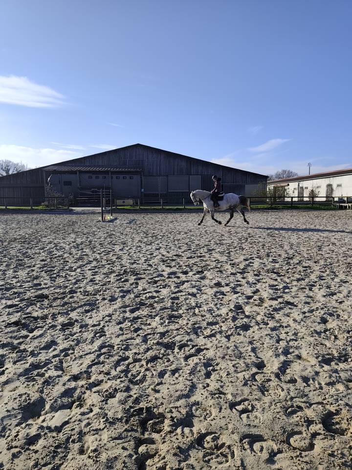 Jument Plein Papier 10 ans