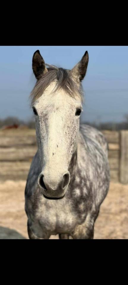 Jument Plein Papier 10 ans