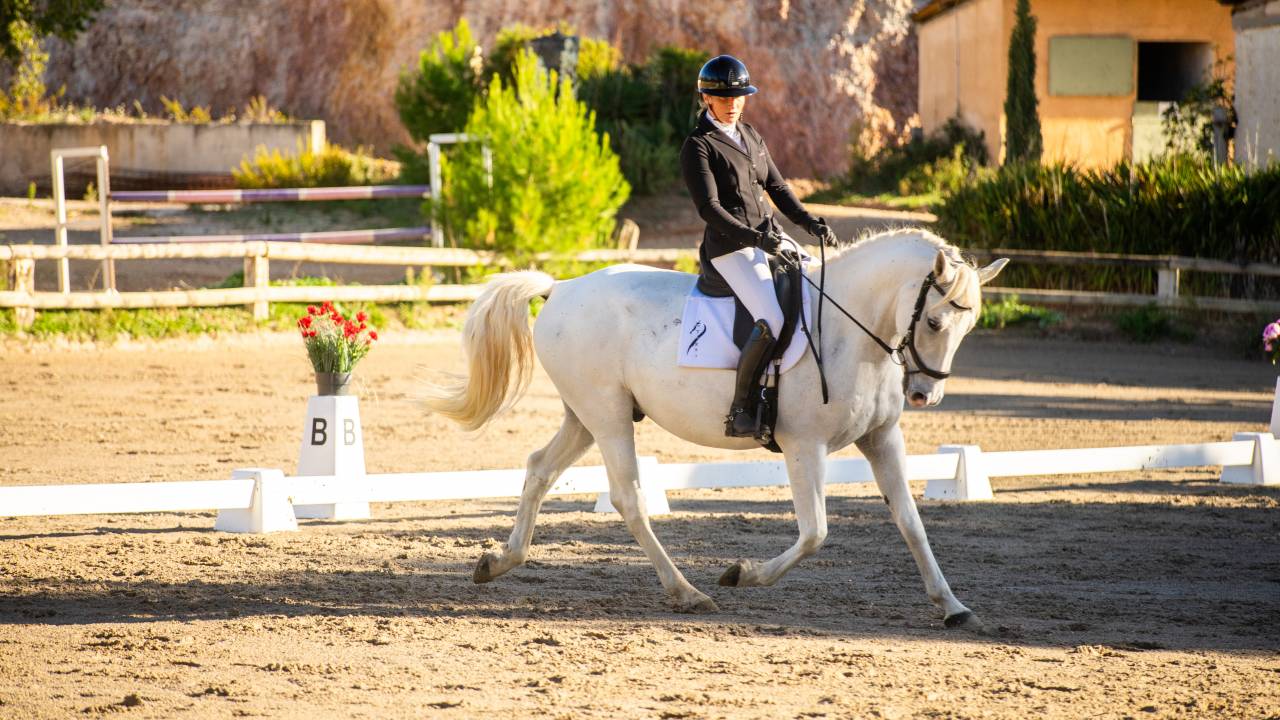 Intimo &ndash; Hongre Lipizzan 8 ans, 1m64, dressage & CCE