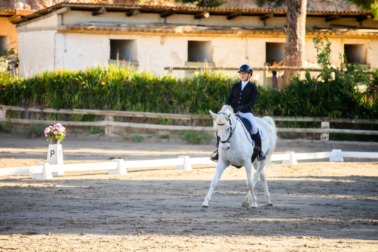 Intimo &ndash; Hongre Lipizzan 8 ans, 1m64, dressage & CCE