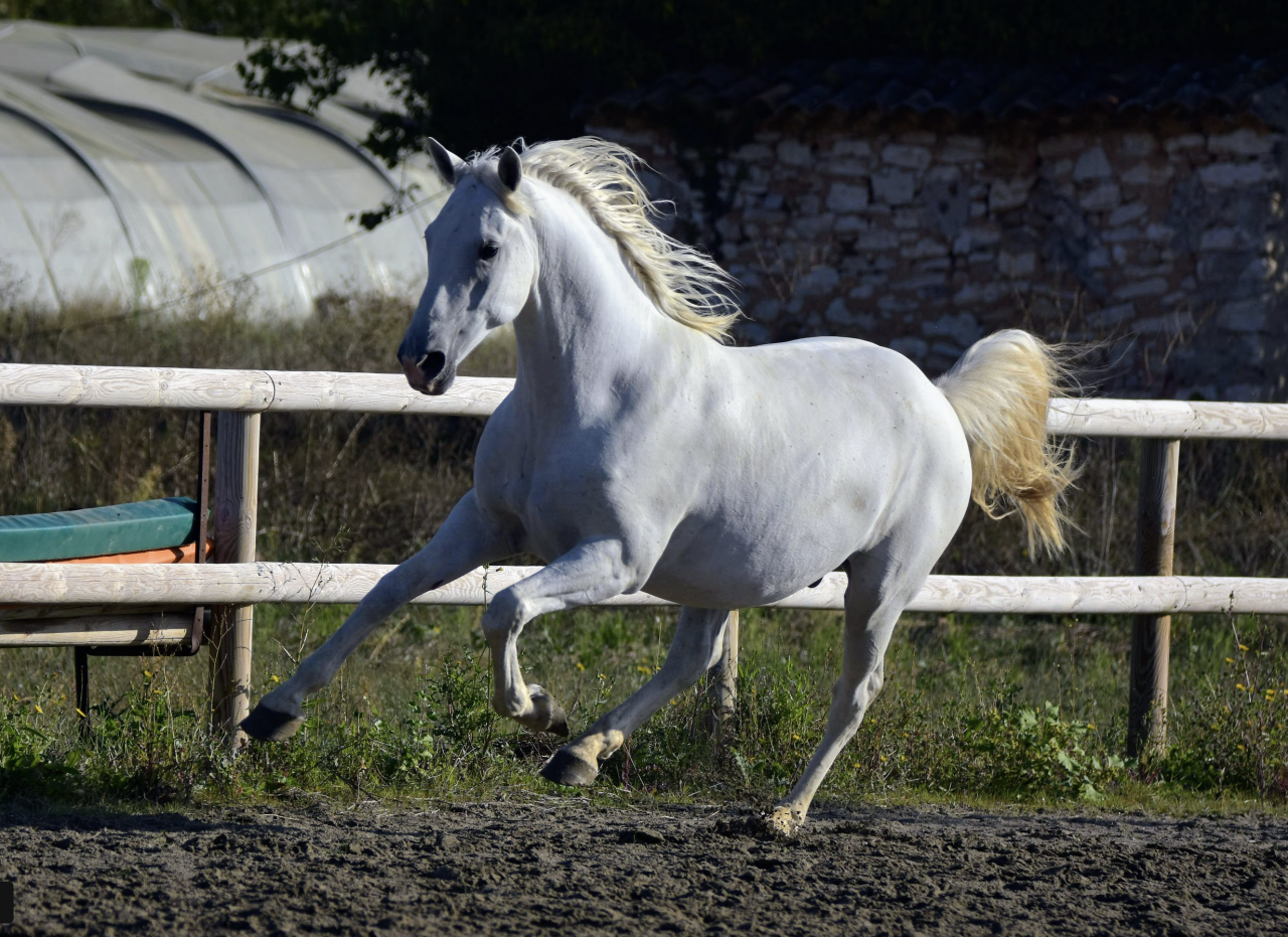 Intimo &ndash; Hongre Lipizzan 8 ans, 1m64, dressage & CCE