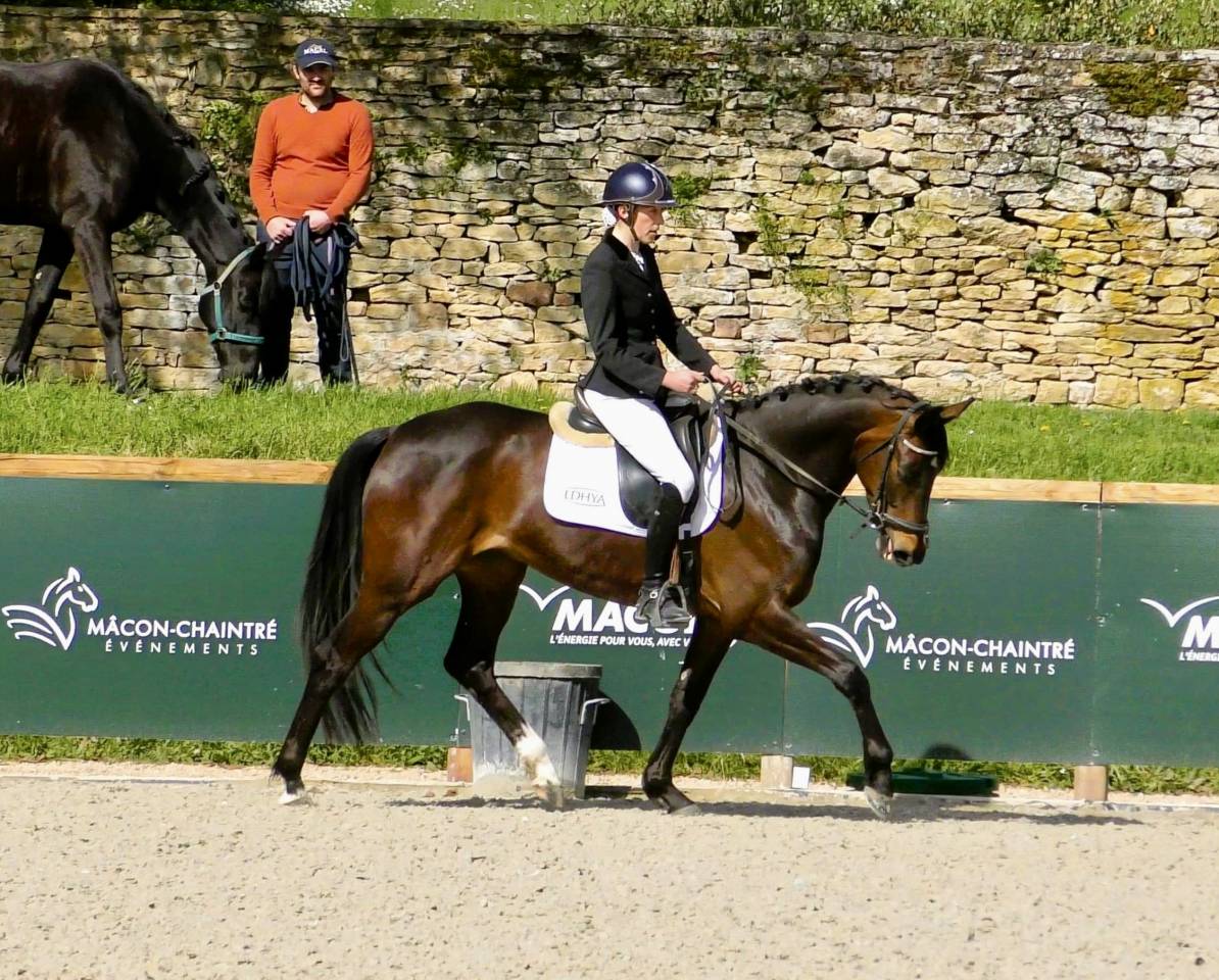 Superbe jument de dressage 7 ans  