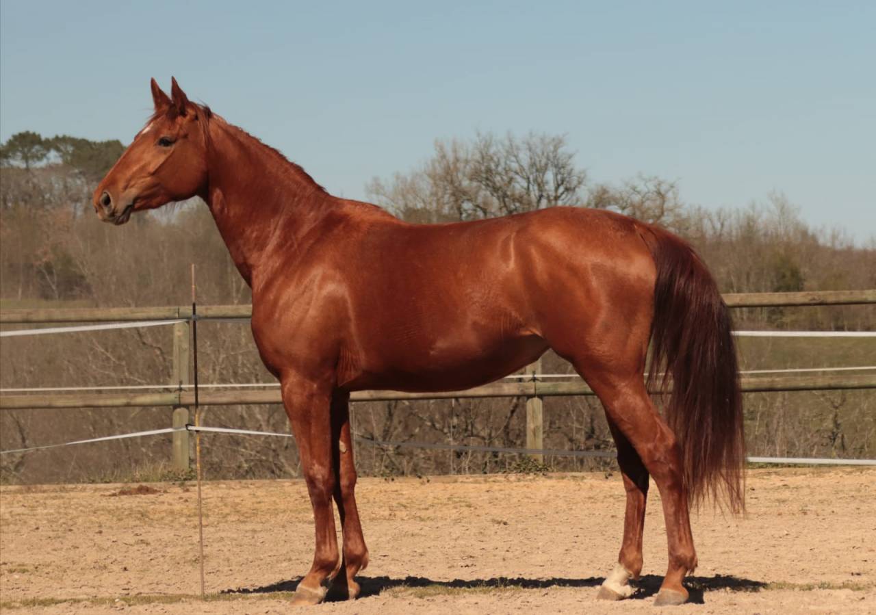 KALINE DE CASTELNAU, JUMENT 6 ANS, ALEZANE, COMPETITION