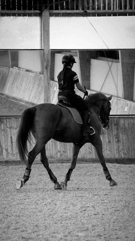 KALINE DE CASTELNAU, JUMENT 6 ANS, ALEZANE, COMPETITION