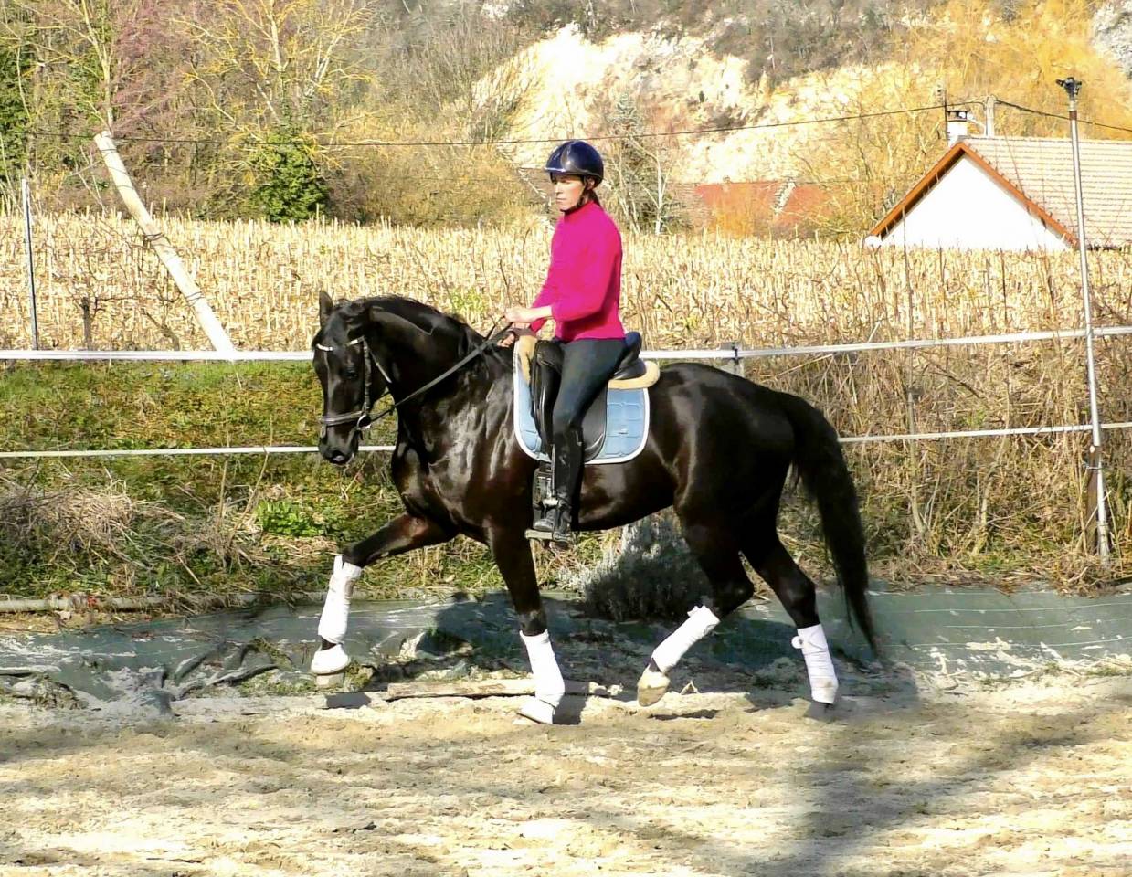 Superbe hongre de dressage 7 ans 