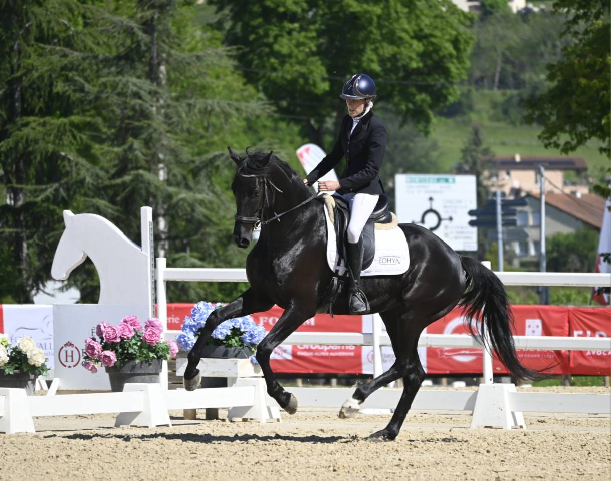 Superbe hongre de dressage 7 ans 