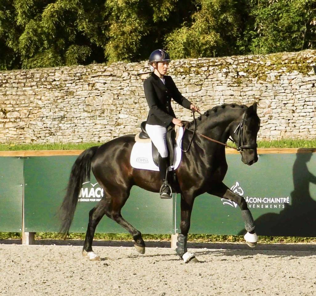 Superbe hongre de dressage 7 ans 