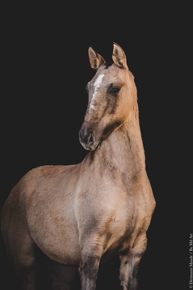 Pouliche Lusitanienne