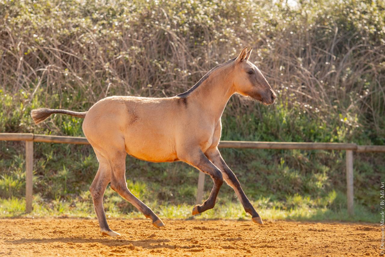 Pouliche Lusitanienne