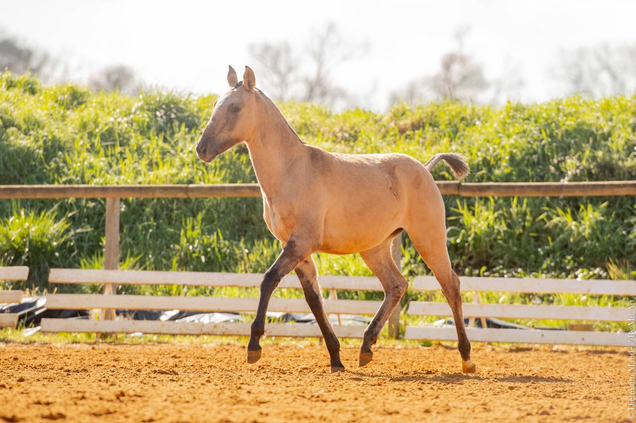 Pouliche Lusitanienne
